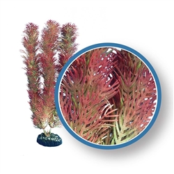 Weco Plant Red Cabomba 9"