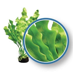 Weco Plant Amazon Ruffle 12"