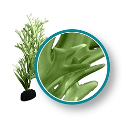 Weco Plant Green Giant Kelp 30" ~ PRO