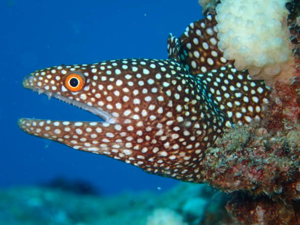 White Spot Moray