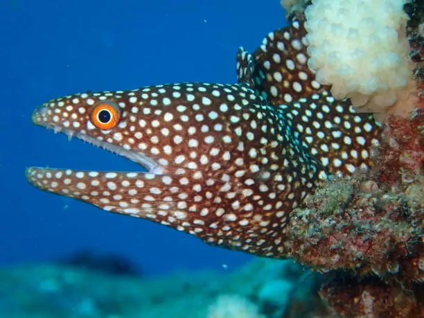 White Spot Moray