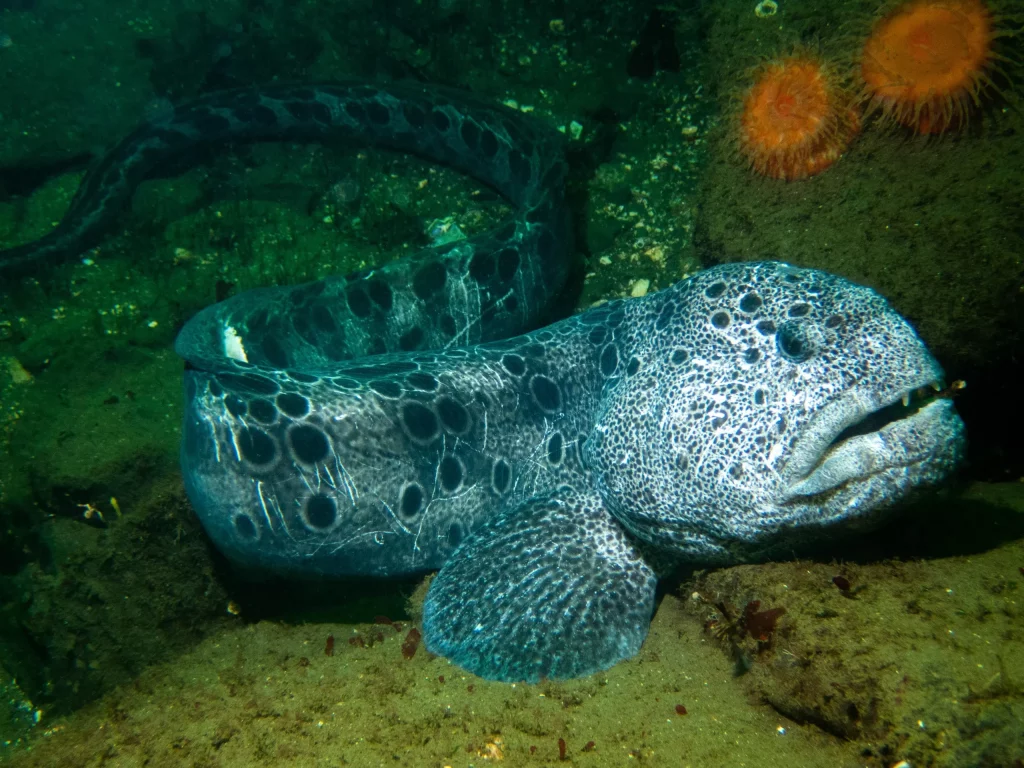 Wolf Eel