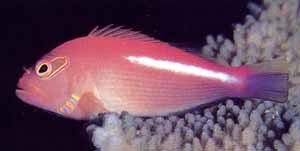 Hawkfish