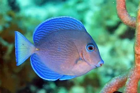 Atlantic Blue Tang