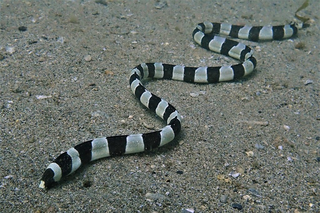 Eels & Morays
