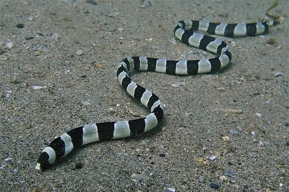 Banded Snake Eel
