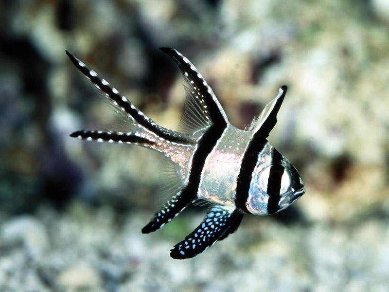 Cardinalfish