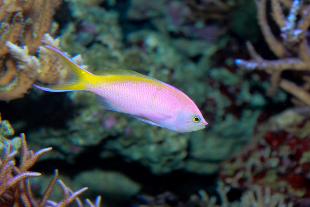 Anthias