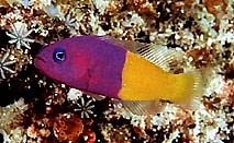 Basslets & Dottybacks