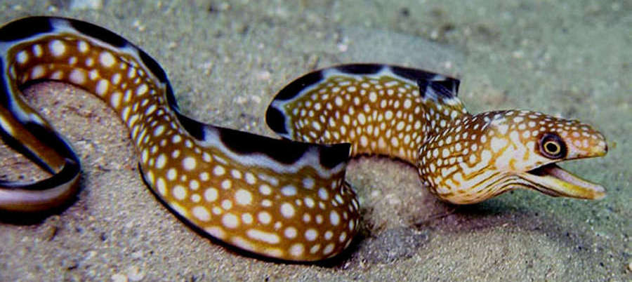 Black Edge Moray