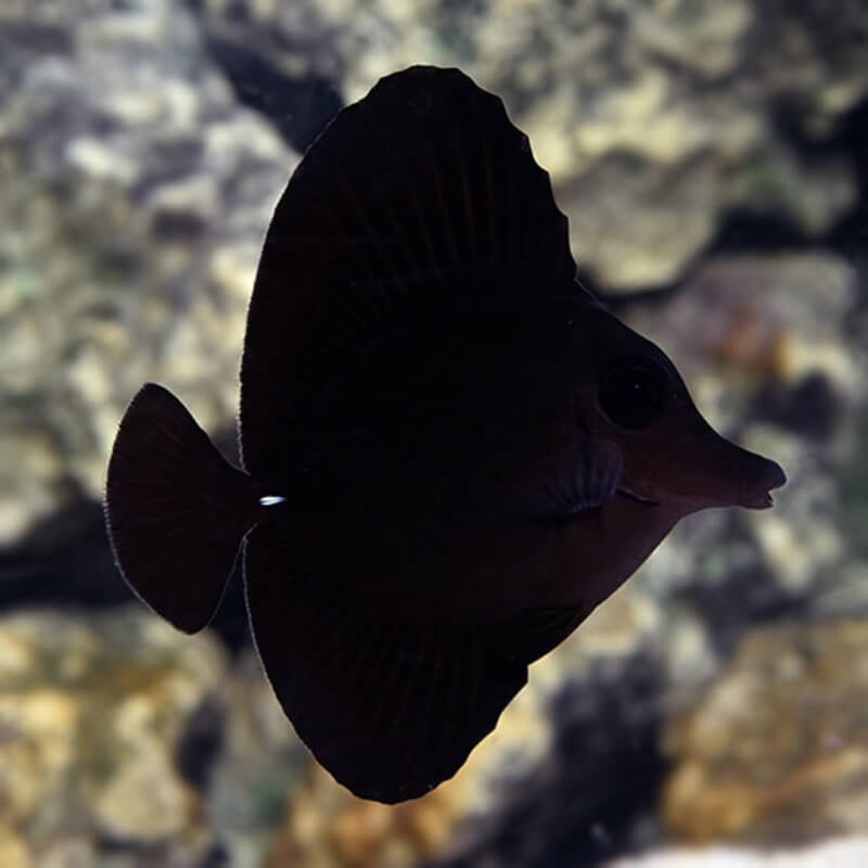 Black Tang