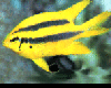 Black and Gold Chromis