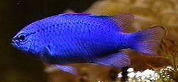 Blue Damsel