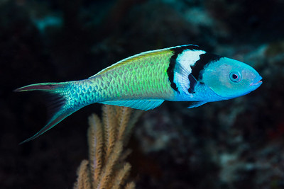 Blue Head Wrasse