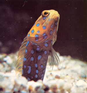Jawfish