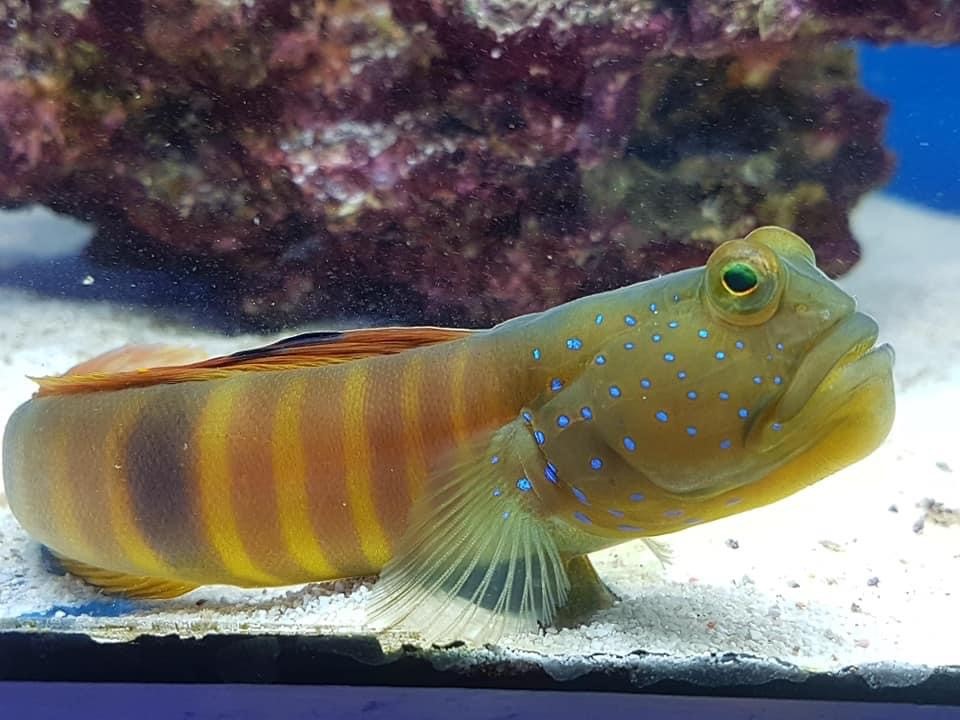 Watchman Goby Blue Spotted
