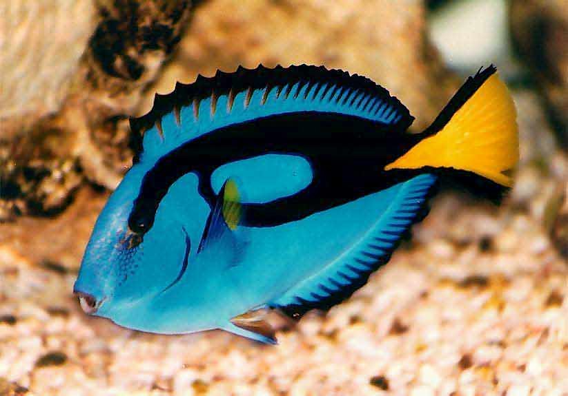 Tangs