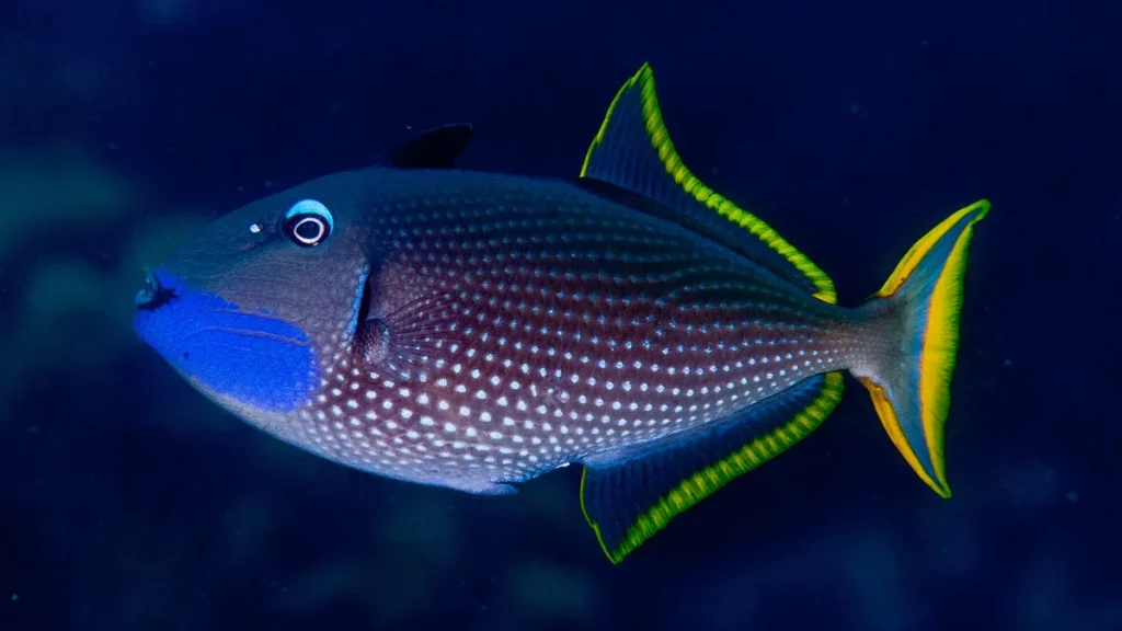 Blue Throat Trigger