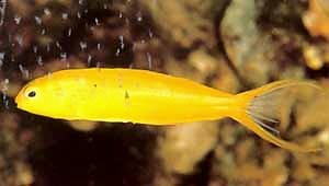 Canary Blenny