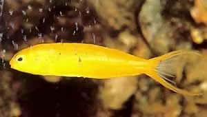 Canary Blenny