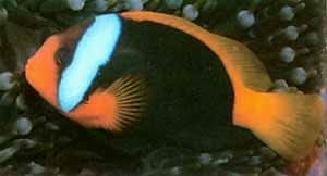 Clownfish