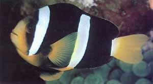 Clarkii (Clark’s) Clown