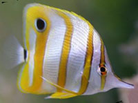 Butterflyfish