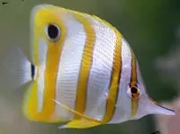 Copperband Butterfly