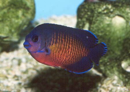 Coral Beauty
