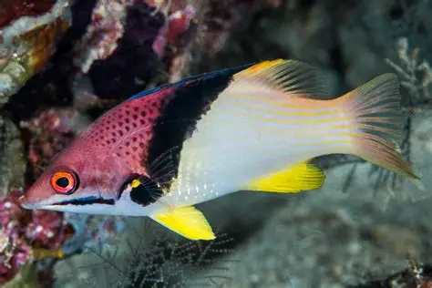 Hogfish