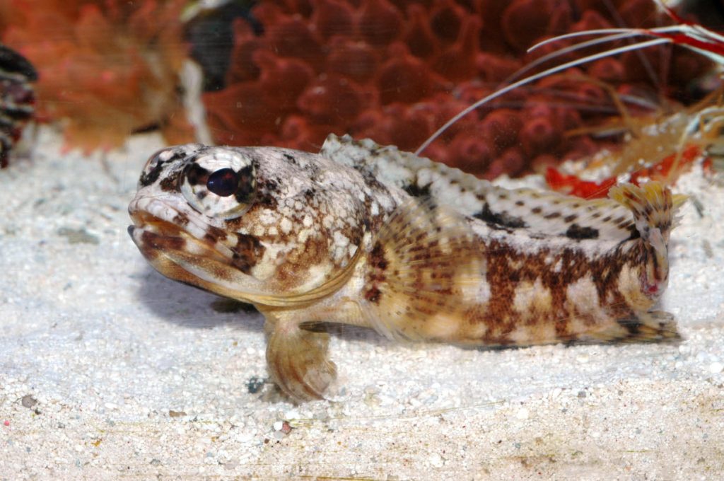 Dusky Jawfish