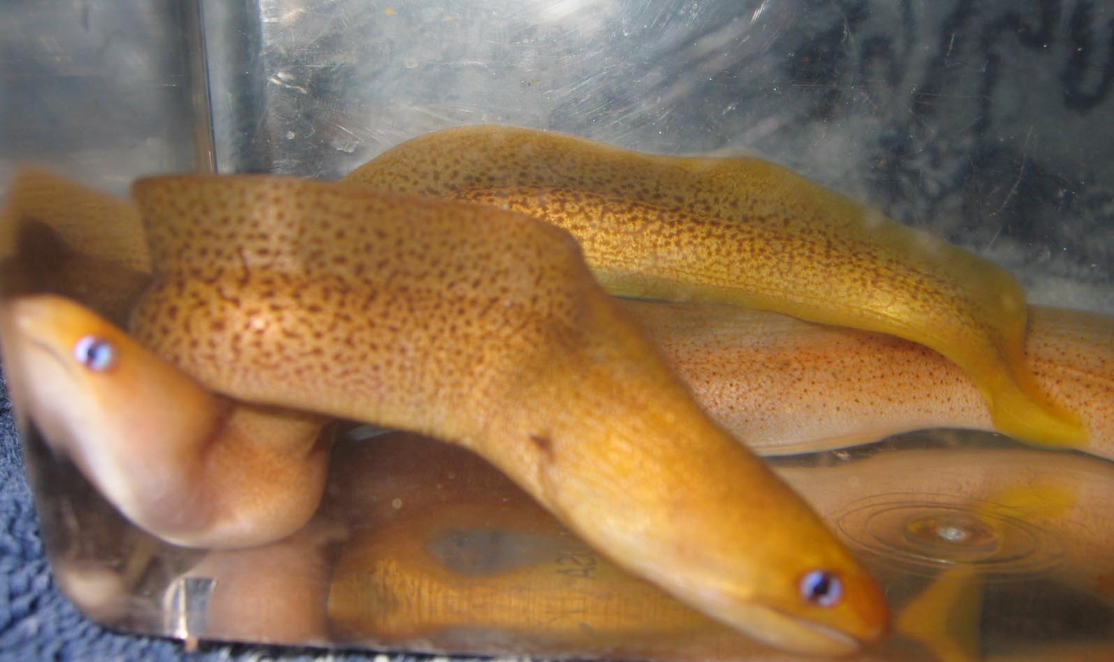 Golden Dwarf Moray
