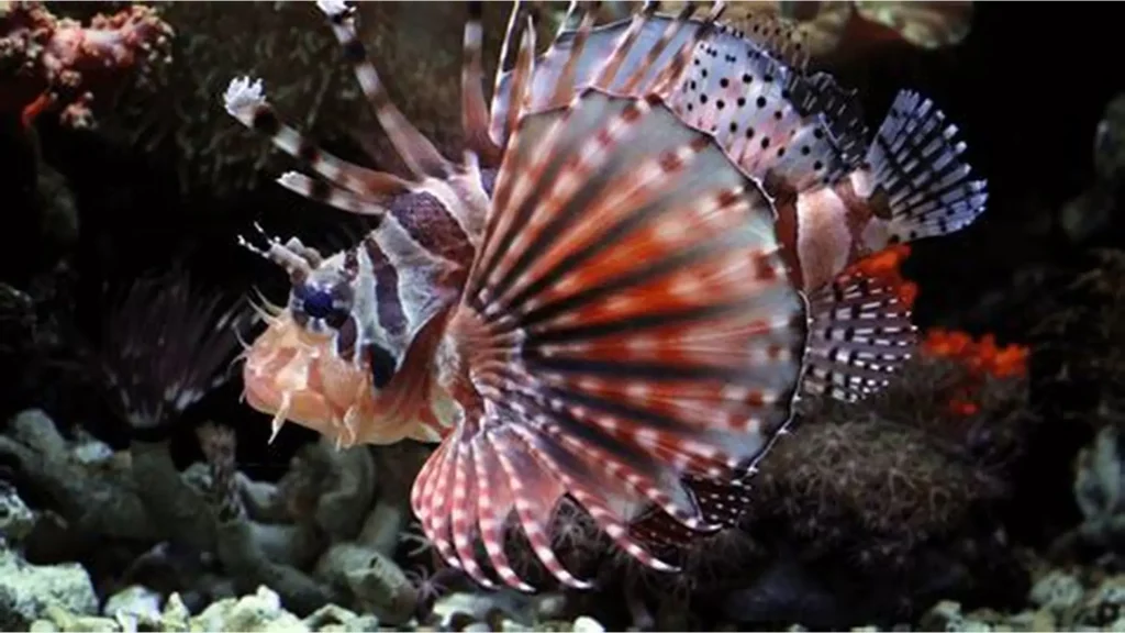 Dwarf Lionfish