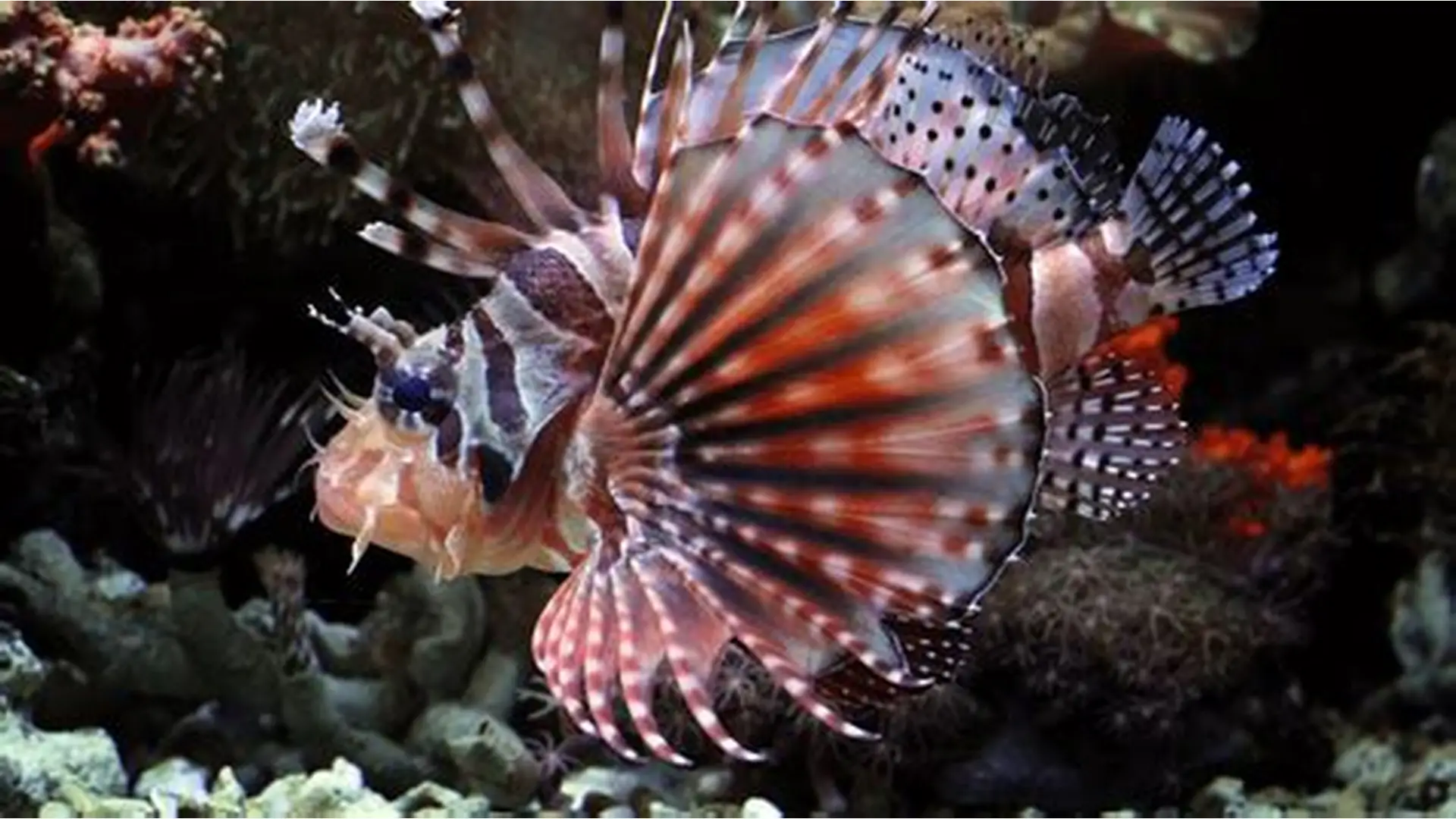 Dwarf Lionfish