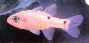 Flame Cardinal