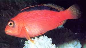 Flame Hawkfish