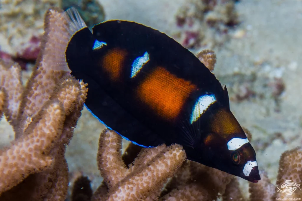 Formosa Wrasse