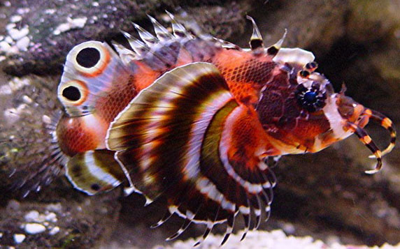 Fu Manchu Lionfish