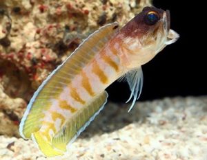 Goldspecs Jawfish