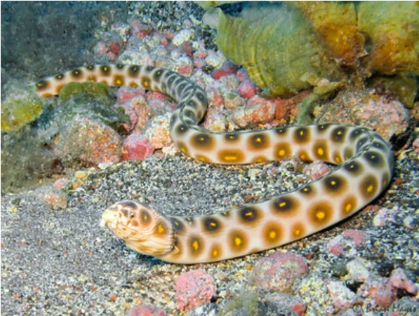 Gold Spotted Snake Eel