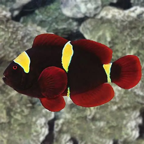 Maroon Goldstripe Clown