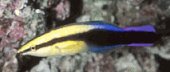 Hawaiian Cleaner Wrasse