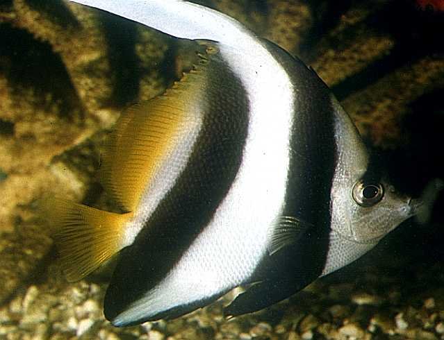 Black & White Heniochus
