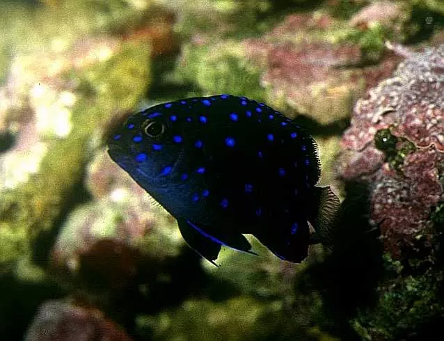 Jewel Damsel