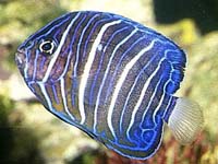 Annularis Angel