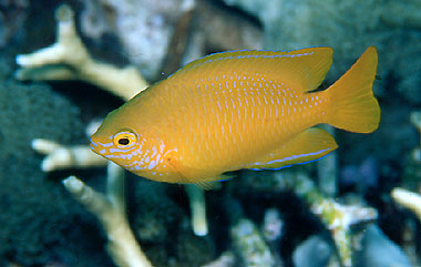 Lemon Damsel