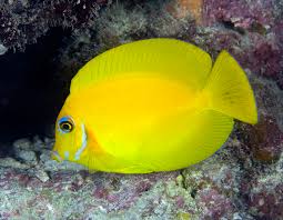 Yellow Mimic Tang