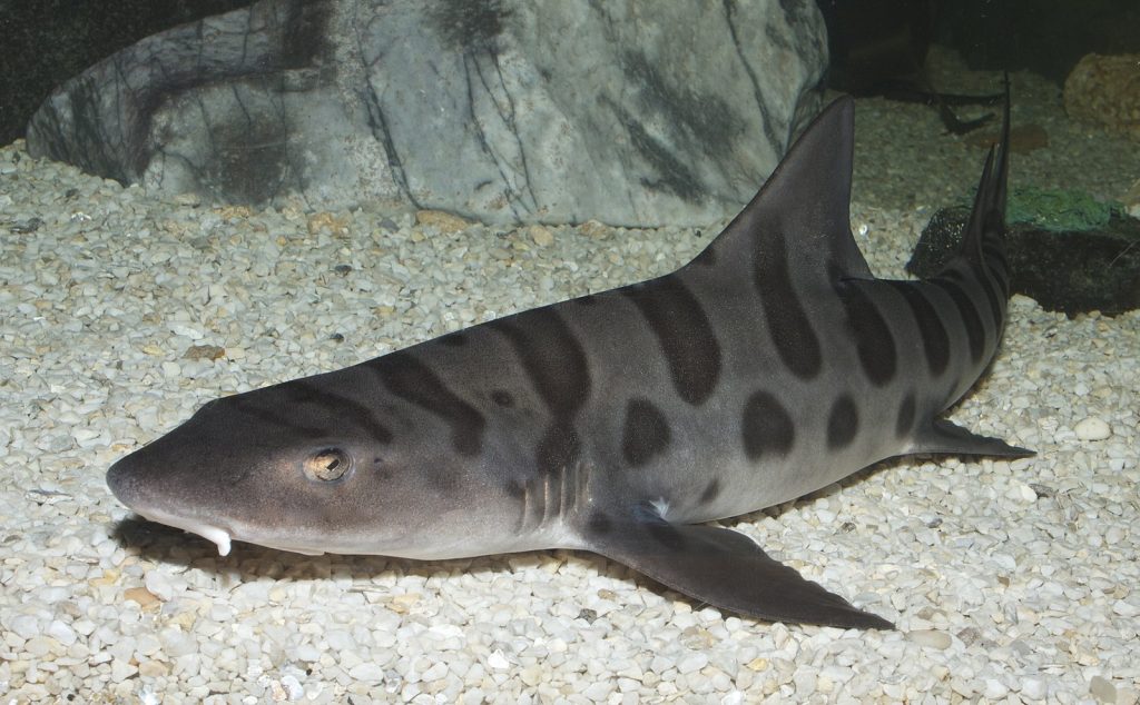 Leopard Shark