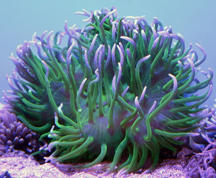 Long Tentacle Anemone