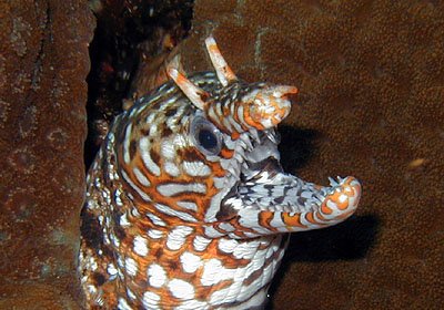 Dragon Eel
